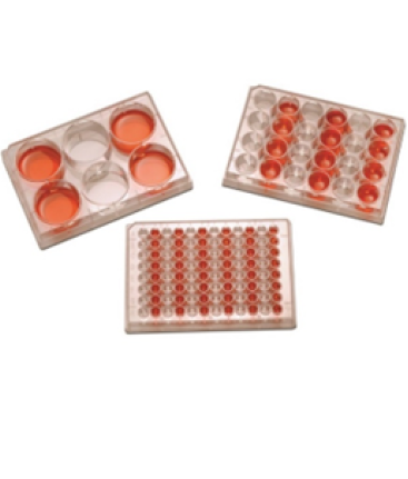 Tissue Cell Culture Plate - 24 Well