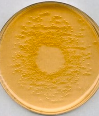 Nutrient Agar ISO 16266, 500g