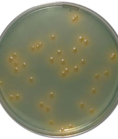 CLED Agar - 500 G