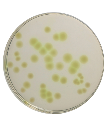 Cetrimide Agar - 500 G