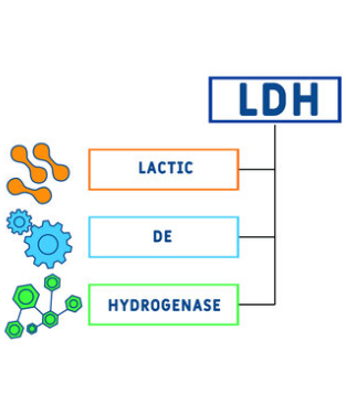 L-Lactic Dehydrogenase type ii
