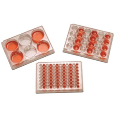 Tissue Cell Culture Plate - 96 Well