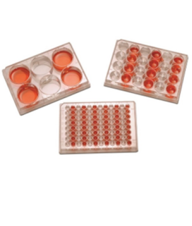 Tissue Cell Culture Plate - 48 Well